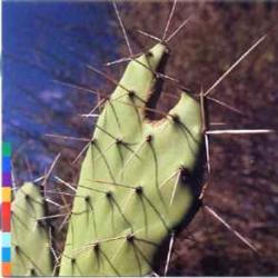 ROSSY ISLAND OF GHOSTS Фирменный CD 